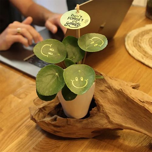 Smylieplant keramieken pot - Afbeelding 6